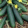 50 Tendergreen Burpless Cucumber Seeds for Planting 1.5+ Grams of
