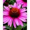 Herb Pharm Organic Echinacea Root Extract, Alcohol-Free: Immune System Support