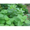 500 LEMON BALM SEEDS (Melissa officinalis) NonGMO Variety