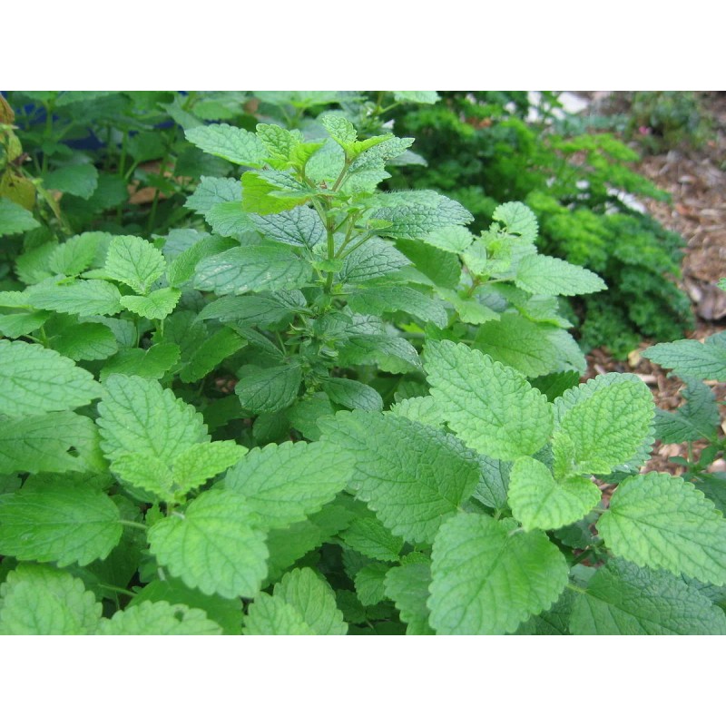 500 LEMON BALM SEEDS (Melissa officinalis) NonGMO Variety