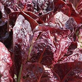 Super Red Romaine Lettuce Seeds - 1/4 LB Bulk ~100,000 Seeds - Heirloom, Open Pollinated, Non-GMO, Farm & Vegetable Gardening Seeds