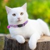 Cat Collar with Night Reflector, Safety Buckle, Safety Bell, Reflective,
