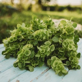 Bells of Ireland - 100 Seeds - Unique Flower Variety, Great for Bouquets and Arrangements, Non-GMO Heirloom Bells of Ireland Seeds for Planting in The Home Garden, Thresh Seed Company, Green