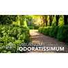 Viburnum Odoritissimum | 20 Live Plants | Viburnum Odoratissimum |