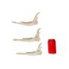 One Assorted Real Deer Jaw Bone