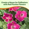 Outsidepride Red Picotee Morning Glory Seeds - 50 Pcs. Annual,