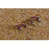 Tungsten Bead Purple Rainbow Warrior Midge Nymph Fly | 12