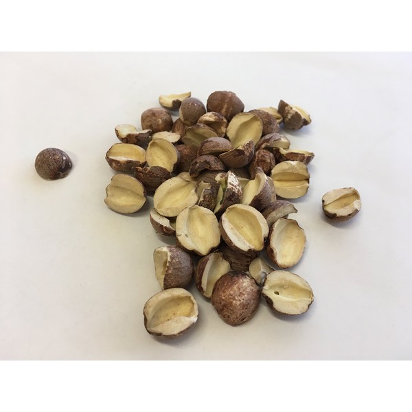 Lotus Seed with Red Skin | Nelumbo nucifera Gaertn. Fruit