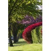 Photinia Red Tip | 2 Extra Large 3 Gallon Plants
