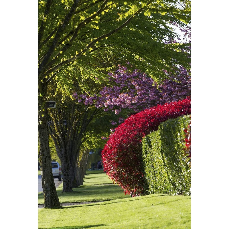Photinia Red Tip | 2 Extra Large 3 Gallon Plants