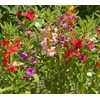 RAISE ME UP: Seeds Garden Balsam Camellia Flowered Mix (Impatiens