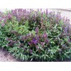 SAGE HERB*100 SEEDS * BROAD LEAVED * CULINARY *