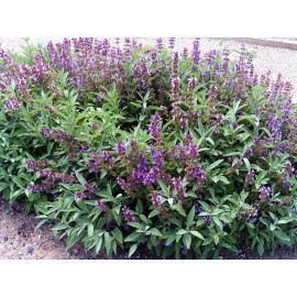 SAGE HERB*100 SEEDS * BROAD LEAVED * CULINARY *