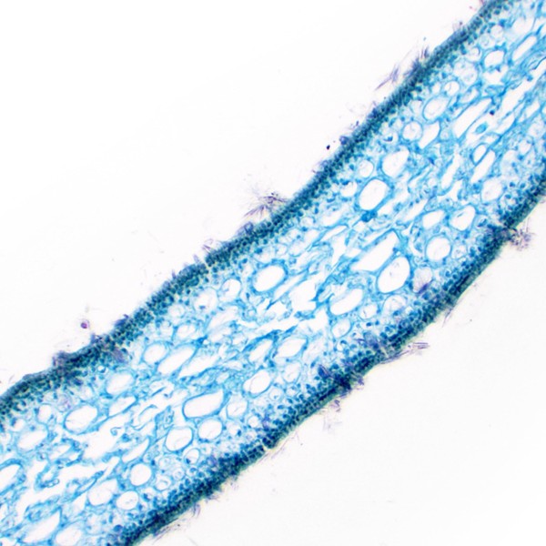 Eisco - 10 Pack Prepared Microscope Slides of Ulva Thallus