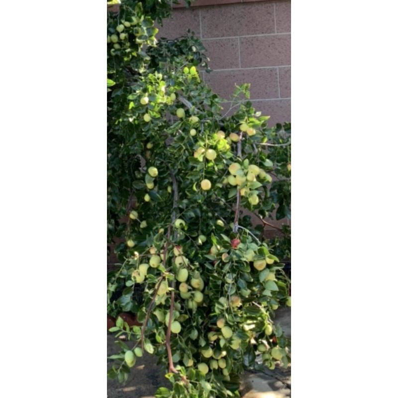 Jujube 4pcs Jujube Tree Cuttings