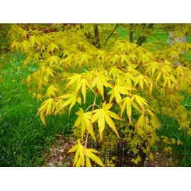 Ueno Homare Japanese Maple 2 - Year Graft