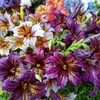 MESay Chilean Morning Glory Seeds - 100 Mixed-Color Seeds for