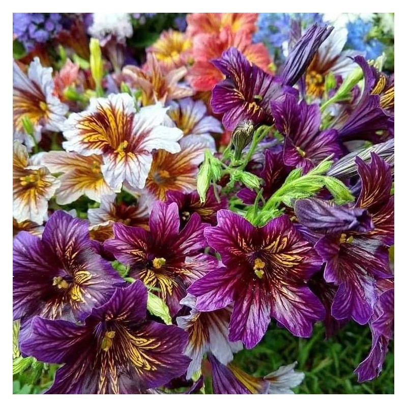 MESay Chilean Morning Glory Seeds - 100 Mixed-Color Seeds for