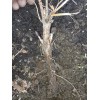 4 Cascade Hop rhizomes Fresh Dug As Ordered