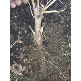 4 Cascade Hop rhizomes Fresh Dug As Ordered