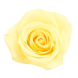 Daichi Farm DO003480-501 Preserved Flowers, Rose, Izumi, Morning Yellow, Approx. Flower Diameter 1.4 - 1.8 x 1.8 inches (3.5 - 4.5 x 3.5 cm), 9 Wheels
