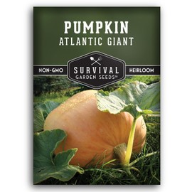 Atlantic Giant Pumpkin Seeds for Planting - 1 Packet with Instructions to Plant & Grow Award Winning Extremely Big Pumpkins in Your Home Garden - Non-GMO Heirloom Variety - Survival Garden Seeds