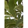 Loquat Tree Large Fruiting Tree - Includes Planting Kit (2-3