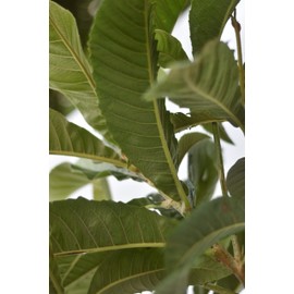 Loquat Tree Large Fruiting Tree - Includes Planting Kit (2-3 ft.)