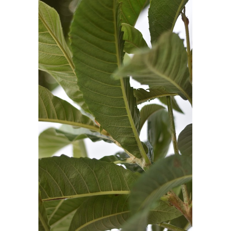 Loquat Tree Large Fruiting Tree - Includes Planting Kit (2-3