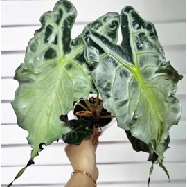 Floranza 200 Caladium Seeds – Green& White Caladium Elegant Foliage Shade-Loving Perennials for Gardens, Borders& Landscaping