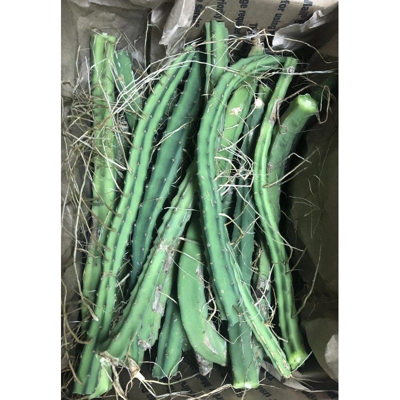 Cactus 20 Night Blooming Cereus Cactus Bulk Cacti Easy to