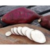 White Fresh Japanese Sweet Potatoes 4lbs