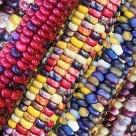 TomorrowSeeds - Painted Mountain Ornamental Corn Seeds - 90+ Count Packet - for 2024 Rainbow Gem Indian Maize Dent Corn Untreated Vegetable Seed