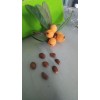 Japanese Plum Tree 2 Rooted Plants 4-8Japanese Plum Tree Organic