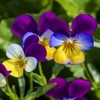 Outsidepride Johnny Jump Up Viola Wild Flower Seeds - 5000