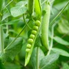Lincoln Pea Garden Seeds - 5 Lb ~9,000 Seeds -