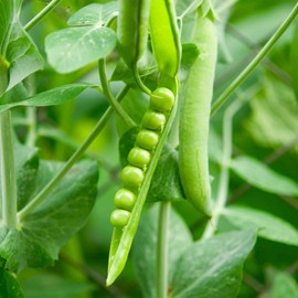 Lincoln Pea Garden Seeds - 5 Lb ~9,000 Seeds - Non-GMO, Heirloom Vegetable Gardening & Micro Greens Pea Shoots Seed