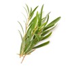 Tea Tree Lemon Scented 50ml Incent Essential Oil Essential Oil