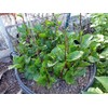 ATVADA Malabar Spinach 200 Seeds Organic Red Water Spinach Seeds
