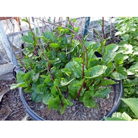 ATVADA Malabar Spinach 200 Seeds Organic Red Water Spinach Seeds Non-GMO Green Perpetual Vine Leaf for Planting