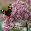 Outsidepride 10000 Seeds Perennial Eupatorium Joe Pyeweed Flower Seeds for