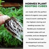 Hormex Rooting Powder #1 & Rooting Cubes Combo - Rooting