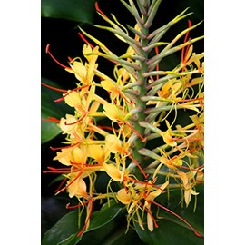 Kahili Yellow Ginger Root Hawaiian - Apx. 1 Inch #1