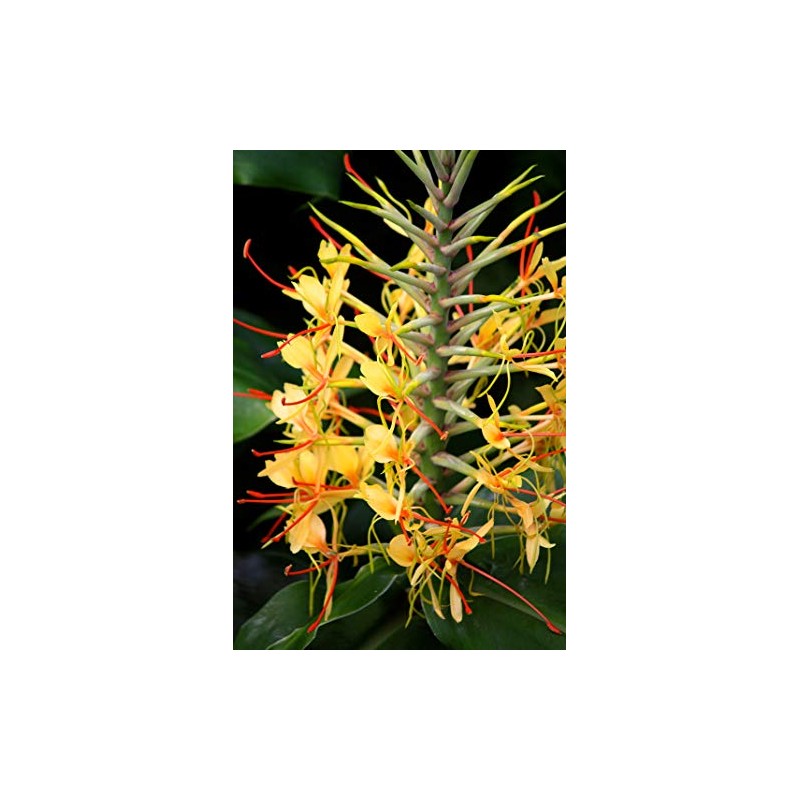 Kahili Yellow Ginger Root Hawaiian - Apx. 1 Inch #1