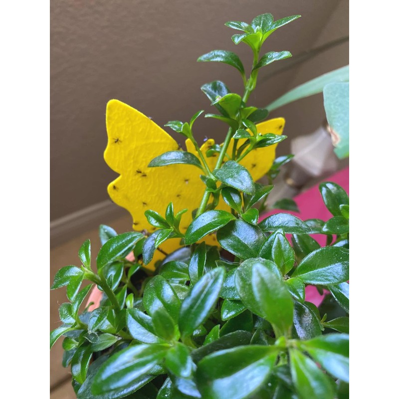 Faicuk Dual-Sided Yellow Sticky Fly Traps for Plant (20 Pack