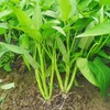 ZEshops 120pcs Water Spinach 'Kong Xin Cai' Seeds – Organic,