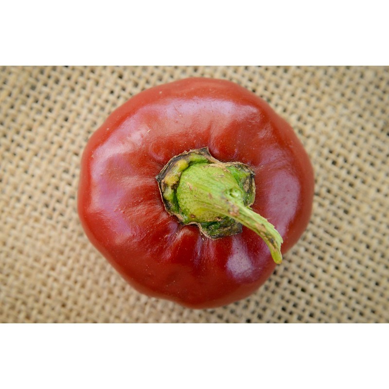 Nora Basque Heirloom Pepper Premium Seed Packet + More