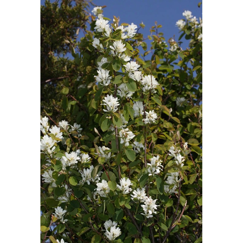 Saskatoon Serviceberry (Amelanchier alnifolia), 20 seeds