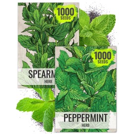 Seed Needs Mint Seeds for Planting Spearmint & Peppermint - Non-GMO Heirloom & Untreated Herb Seed to Plant an Indoor/Outdoor Culinary Medicinal Garden (Collection of 2 Packets)
