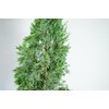 Italian Cypress - Size: 3-4', Live Plant, Includes Special Blend
